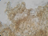 Alnicola paludosa image