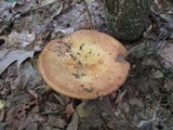 Russula fragrantissima image