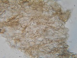 Alnicola paludosa image