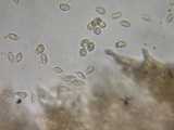 Alnicola paludosa image