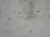 Alnicola paludosa image
