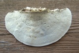 Trametes gibbosa image