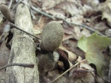 Xylaria longipes image