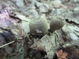 Xylaria longipes image