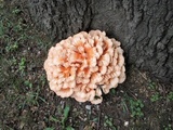 Laetiporus cincinnatus image
