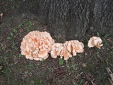 Laetiporus cincinnatus image