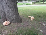 Laetiporus cincinnatus image
