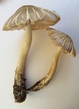 Pluteus petasatus image