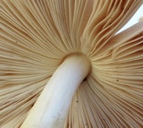 Pluteus petasatus image