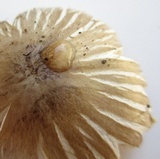 Pluteus petasatus image