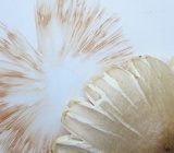 Pluteus petasatus image