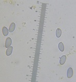 Amanita dolichopus image