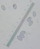 Amanita dolichopus image