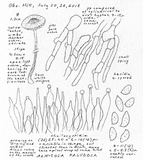 Alnicola paludosa image
