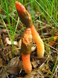 Mutinus elegans image