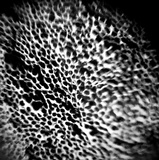 Gloeoporus dichrous image