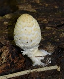 Coprinopsis variegata image