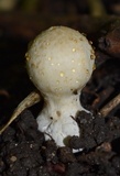 Coprinopsis variegata image