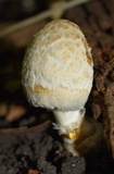 Coprinopsis variegata image