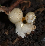 Coprinopsis variegata image