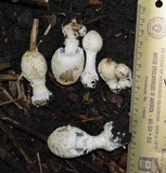 Coprinopsis variegata image