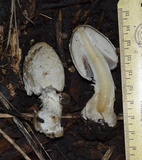 Coprinopsis variegata image