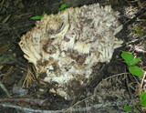 Ramaria coulterae image