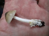 Amanita sect. Vaginatae image