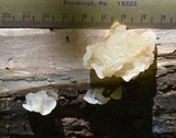 Ductifera pululahuana image