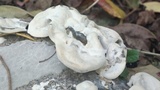 Bjerkandera adusta image