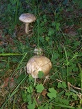 Amanita atkinsoniana image