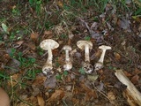 Amanita atkinsoniana image