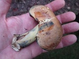 Boletus vermiculosoides image