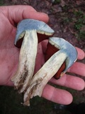 Boletus vermiculosoides image