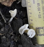 Helvella elastica image
