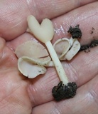 Helvella elastica image