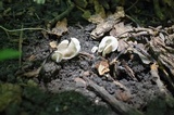 Helvella elastica image