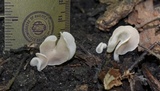 Helvella elastica image