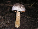 Battarrea phalloides image