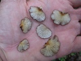 Hohenbuehelia grisea image