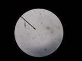 Hohenbuehelia grisea image