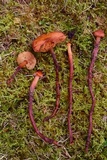 Phaeocollybia christinae image