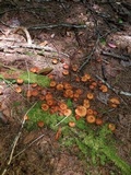 Phaeocollybia christinae image