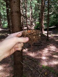 Phaeocollybia christinae image