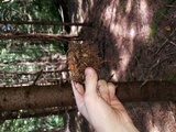 Phaeocollybia christinae image