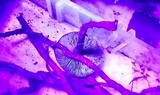 Phaeocollybia christinae image
