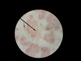Hohenbuehelia grisea image