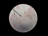 Hohenbuehelia grisea image