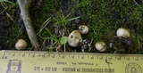 Scleroderma areolatum image