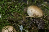 Scleroderma areolatum image